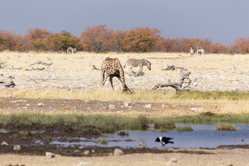 Fototapeta na wymiar namibia landscape in August with giraffe