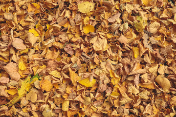 Fallen yellow dry leaves on the ground. Top view. Background for design and inscription