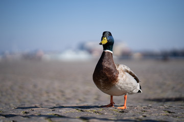Duck