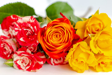 various bright roses close, flower greeting card, love present