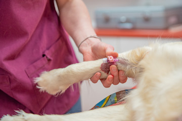 introduction of a cannula for blood collection into the dog's paw