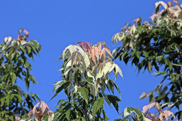 Boxing maple Flamingo or Acer negundo Flamingo, bottom view against the blue sky