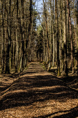 The rays of the sun on the road in the forest. Beautiful landscape. Background.