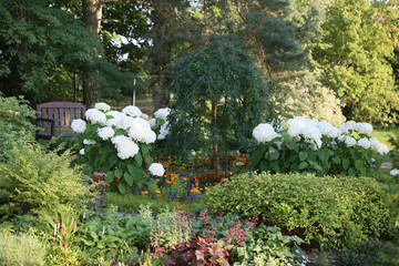 garden landscape on a summer day, middle bed with hydrangeas with large white flowers and in the...