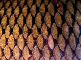 Beautiful golden fish scales close-up