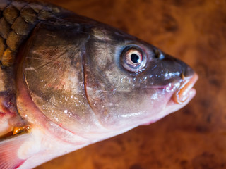 Beautiful golden fish close-up on a kitchen coll
