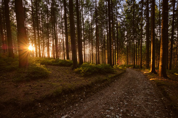 Fototapeta premium Sonnenuntergang im Wald