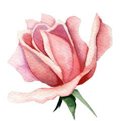 Hand painted watercolor pink rose bud isolated on the white background