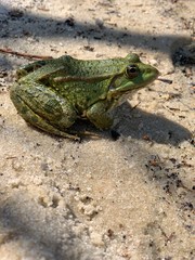 Beautiful frog 