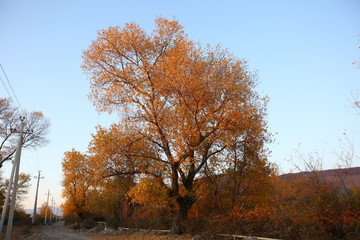 A plane tree with orange leaves and cones against the blue sky in the wind. General plan . Golden leaves in Autumn
