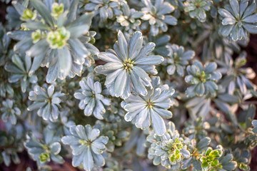 Variegated Pittosporum also known as Variegated Japanese Mock Orange