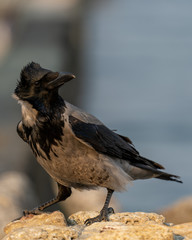 crow on the beach