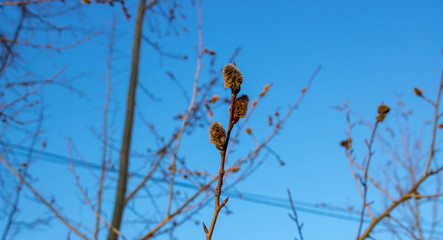 Branches with young willow inflorescences in spring morning on a background of blue sky close-up