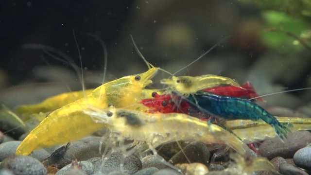 Farbenfrohe Zwerggarnelen beim Fressen im Nanoaquarium