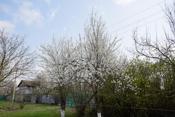 Two plum blossoming trees. Blooming garden