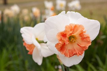 ruffle peach daffodil duo