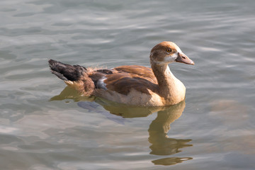 Fototapeta premium Egyptian Goose chick (Nilgans, Alopochen aegyptiaca)