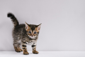 A small mischievous kitten carefully looks at the lens. A striped baby of the Bengal breed. Postcard.