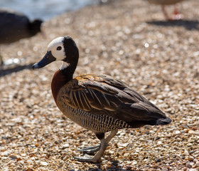 whistling duck
