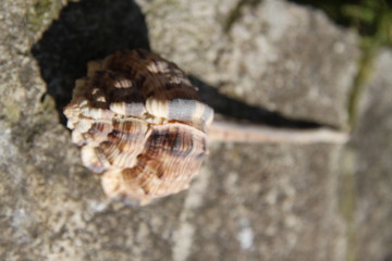 Murex tropical pacific ocean shell gastropod 