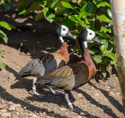 Whistling ducks