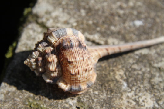Murex tropical pacific ocean shell gastropod 