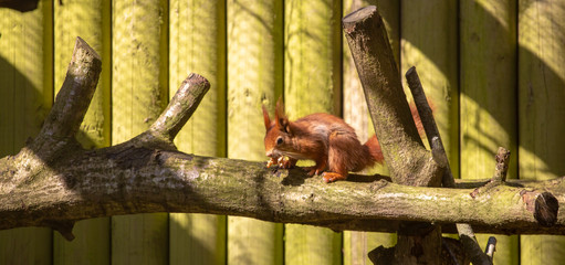 Squirrel in an enclosure