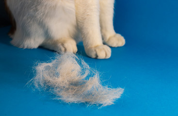 a large shred of cat fur during molting against the background of the paws of a white cat