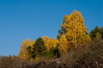 Trees with autumn yellow leaves