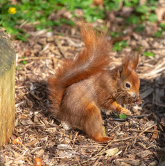 Naklejka na ściany i meble Squirrel eating in his enclosure