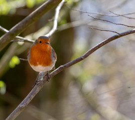 Robin on a branch in the forest