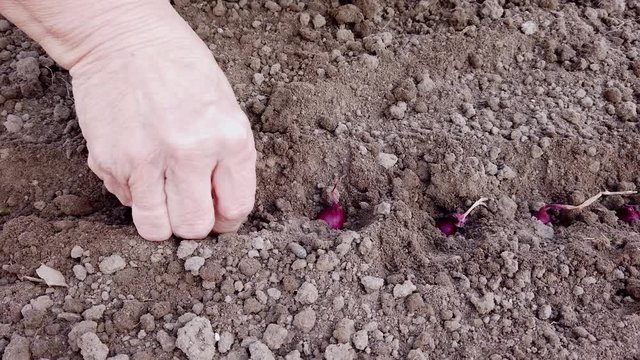 Hand beim Zwiebel pflanzen im Hausgarten, Steckzwiebel im Fr&uuml;hling