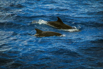 Naklejka premium dolphins at the sea