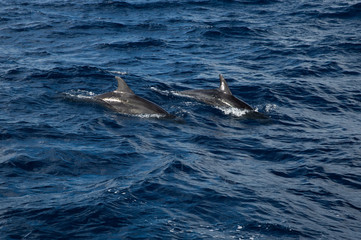 Naklejka premium dolphins at the sea
