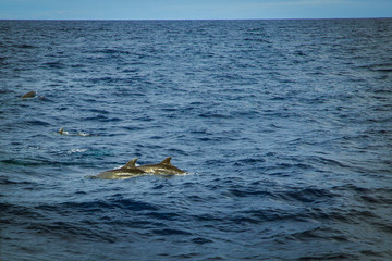 Naklejka premium dolphins at the sea