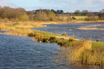 Norfolk countryside with lake