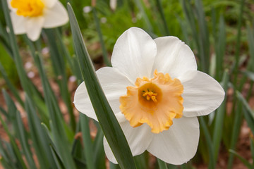 white yellow cupped daffodil