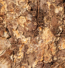 close up old wood texture