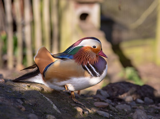 mandarin duck close up