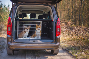 Two welsh corgi pembroke dogs sitting  in the back of the car in a cage 