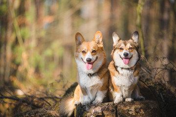 Naklejka na ściany i meble Two welsh corgi pembroke dogs sitting in the forest, happy and looking to the camera