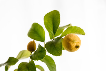 Reife Zitrone am Zweig