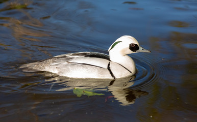 Smew in a blue lake