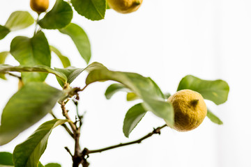 Kleiner Zitronenbaum mit Früchten