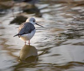 small bird in a lake