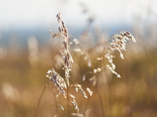 Fototapeta premium Golden summer grass background.