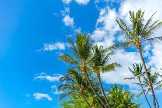 A group of palm trees blue sky and clouds
