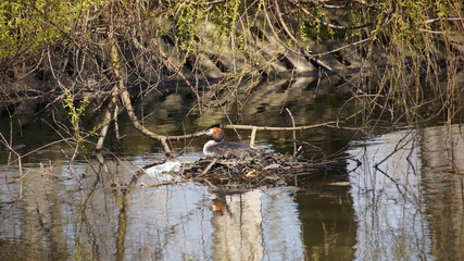 Haupentaucher bei der Brut