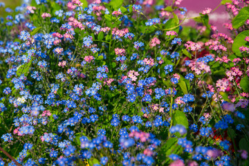 flowers in the field