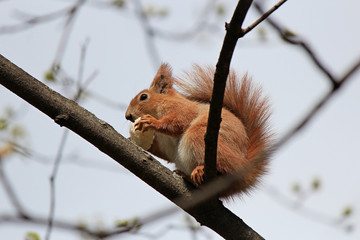 squirrel with an appetite gnaws a delicious cracker